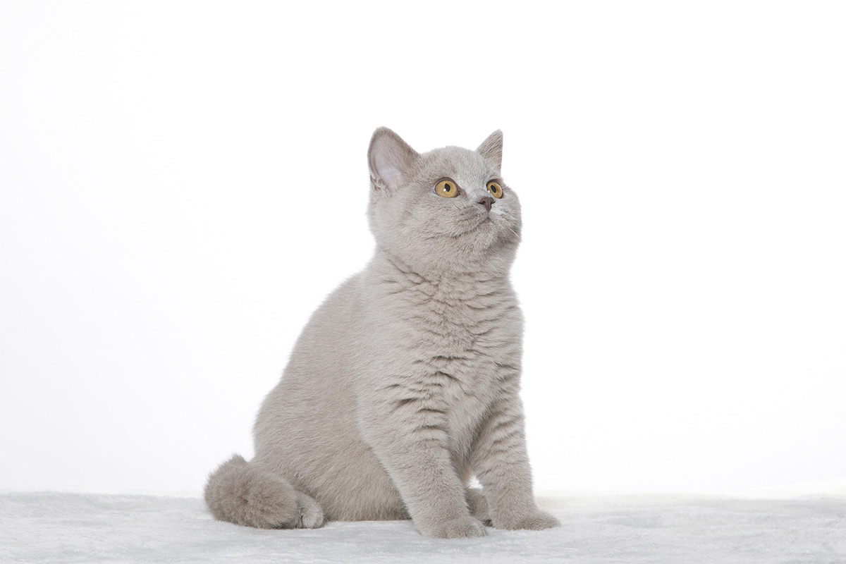 brit macska, Kóti Kata Photography