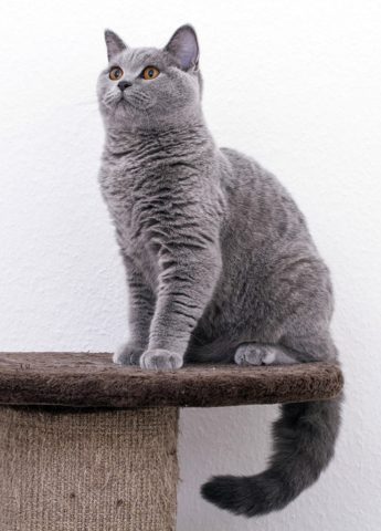 brit cica, brit macska, Kóti Kata Photography