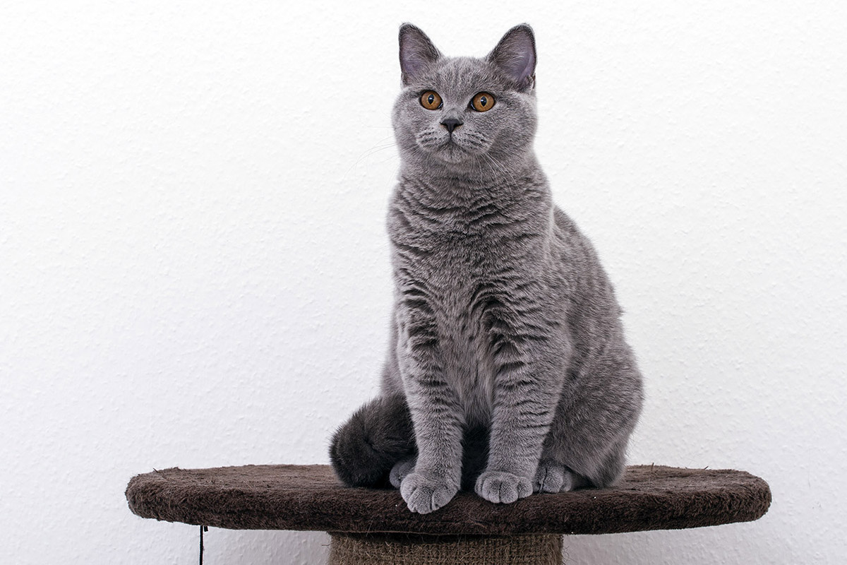 brit cica, brit macska, Kóti Kata Photography