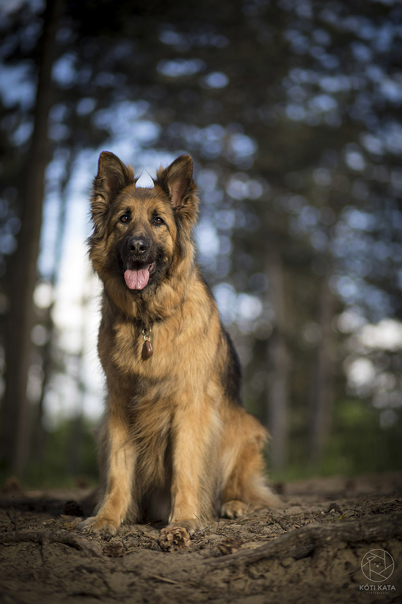 németjuhász, kutya, fotó, Kóti Kata Photography